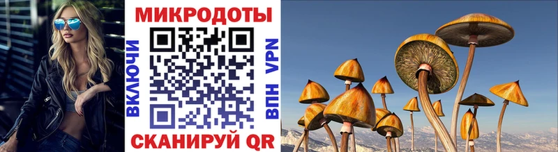 Галлюциногенные грибы Psilocybe Горбатов